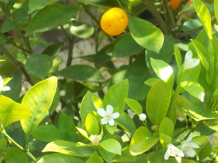 Orangenöl, BIO, Mexico, ab 10 ml
