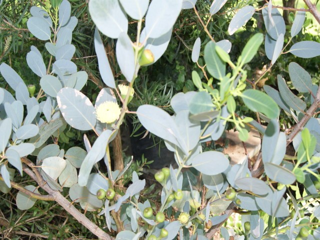 Eukalyptusöl, BIO, Spanien, ab 10 ml