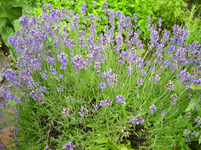Lavendelöl, Bulgarien, (Linalool: 28,49%) 50 ml